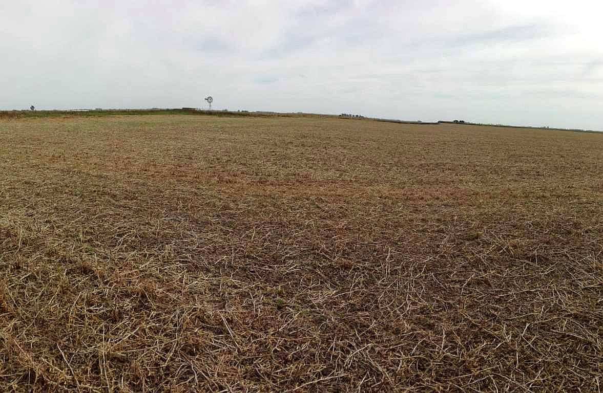 185 Has Agricolas Gral Pinto