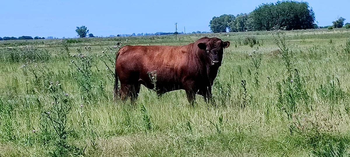 Vendo Toro Puro Aberdeen Angus Colorado