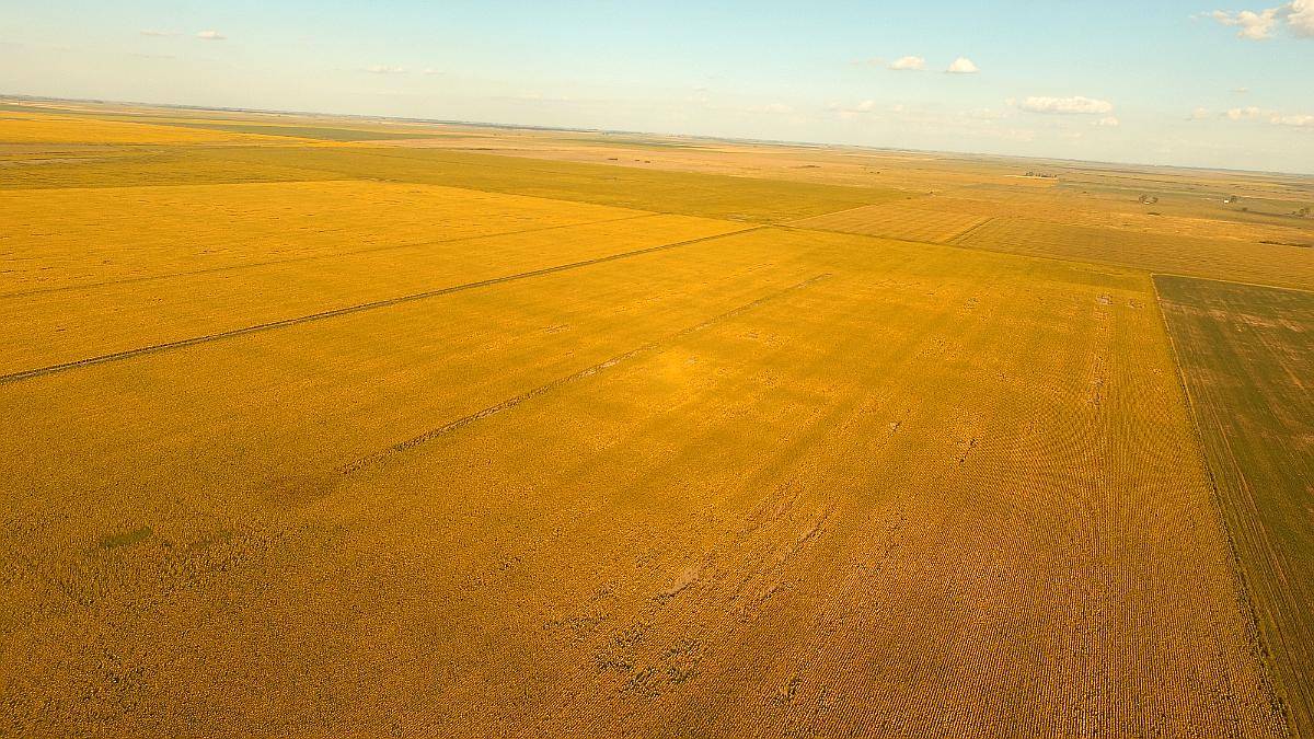 Campo en el Fortin, Córdoba 115 Has en Venta