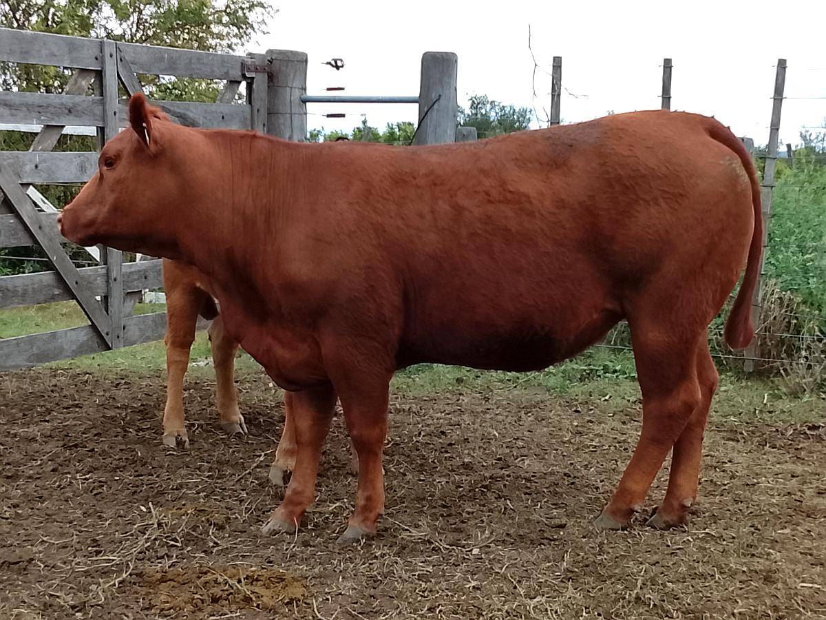 Venta Rodeo Limangus - Cabaña -