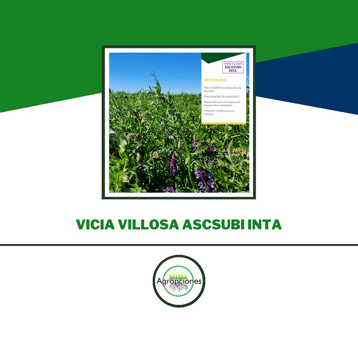 Vicia Villosa Inta Ascasubi - Criadero el Cencerro