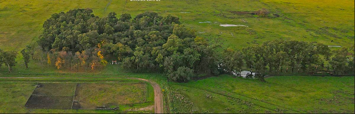 Campo Venta Olavarria 878 Ha Ganaderas