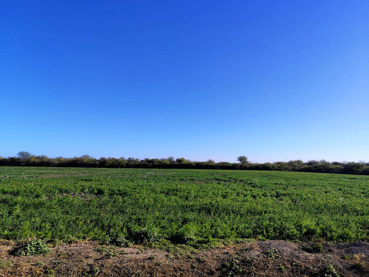 25 Hectareas con 4 Hectareas de Alfalfa Arriendo a 3 Años