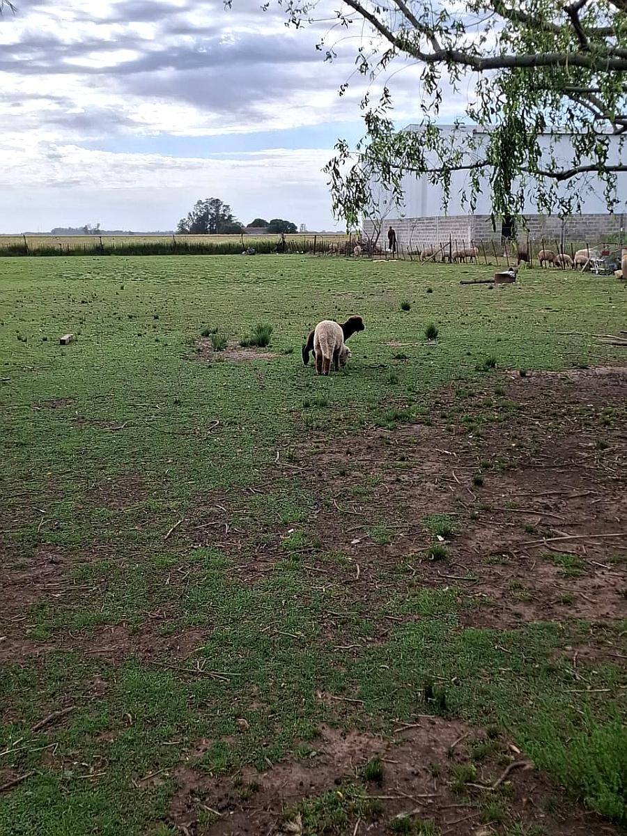 Liquido Primer Oferta Razonable. 19 Obejas, con Fardos,