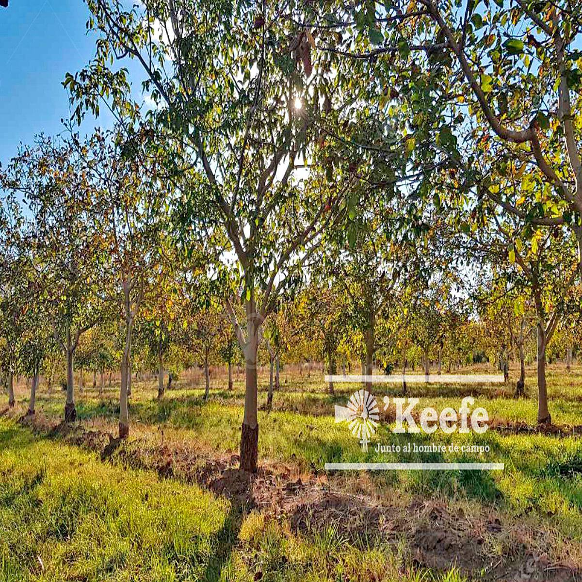 Chacra en Viedma. Plantación de Nogales y Cultivo Chandler. Agroads Chacra en Viedma. Plantación de Nogales y Cultivo Chandler. Agroads