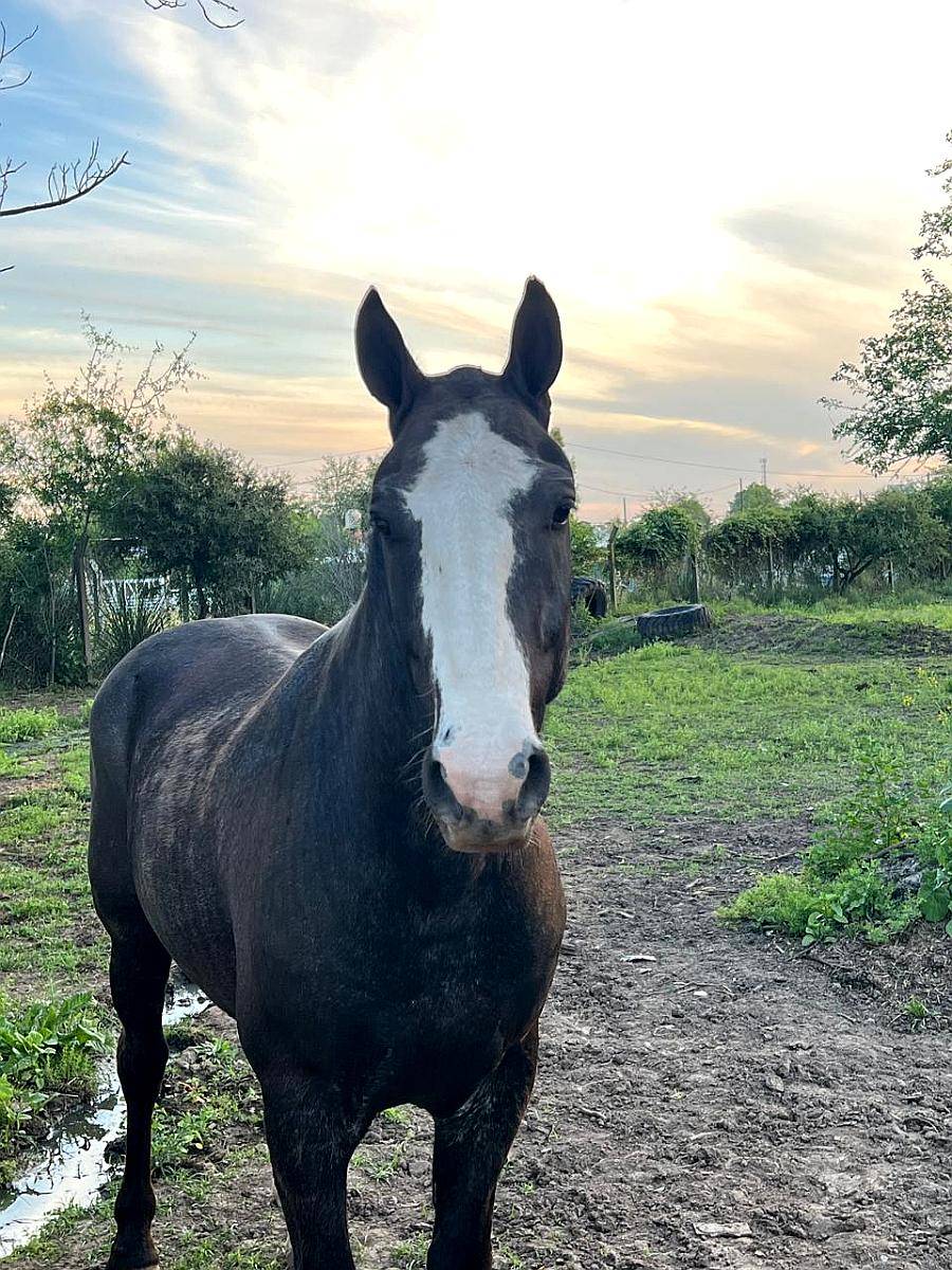 Vendo Caballo Manso de Andar. de Buen Físico y Estatatura.