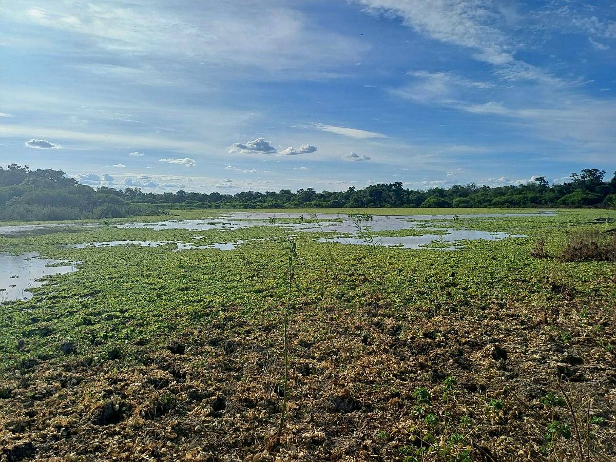 Vendo Campo de 300ha Paraje San Manuel, el Espinillo Chaco