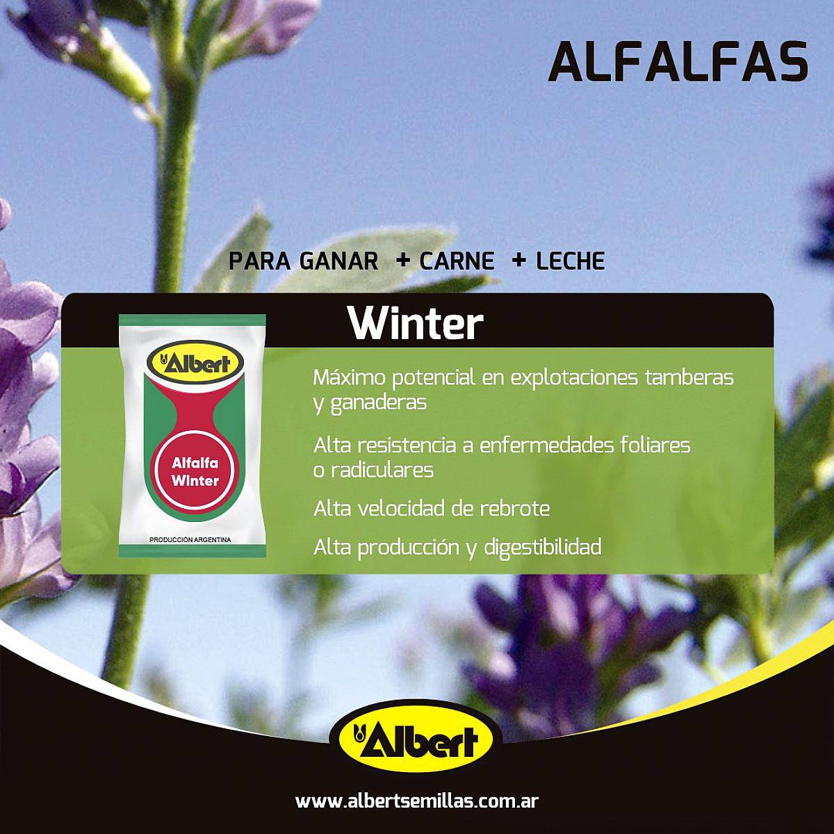 Alfalfa Albert Winter - Grupo 8