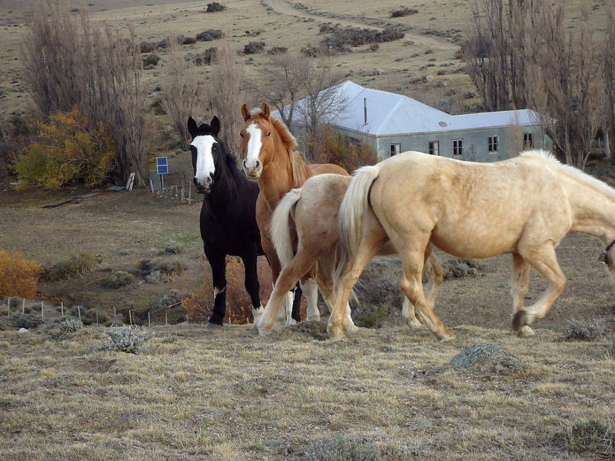 Campo Calafate Santa Cruz 10.040 Hectáreas Patagonia