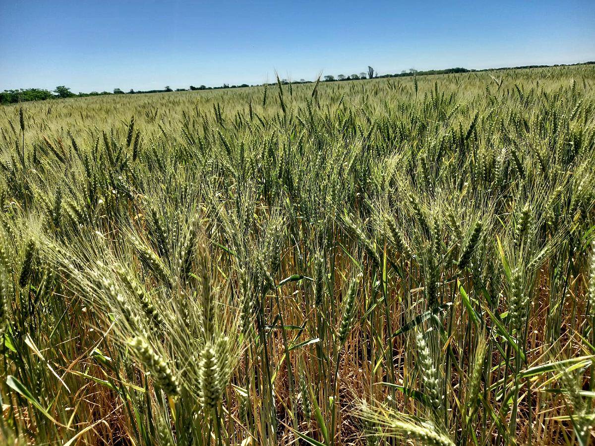 26 Ha Agricolas. Departamento Castellanos.