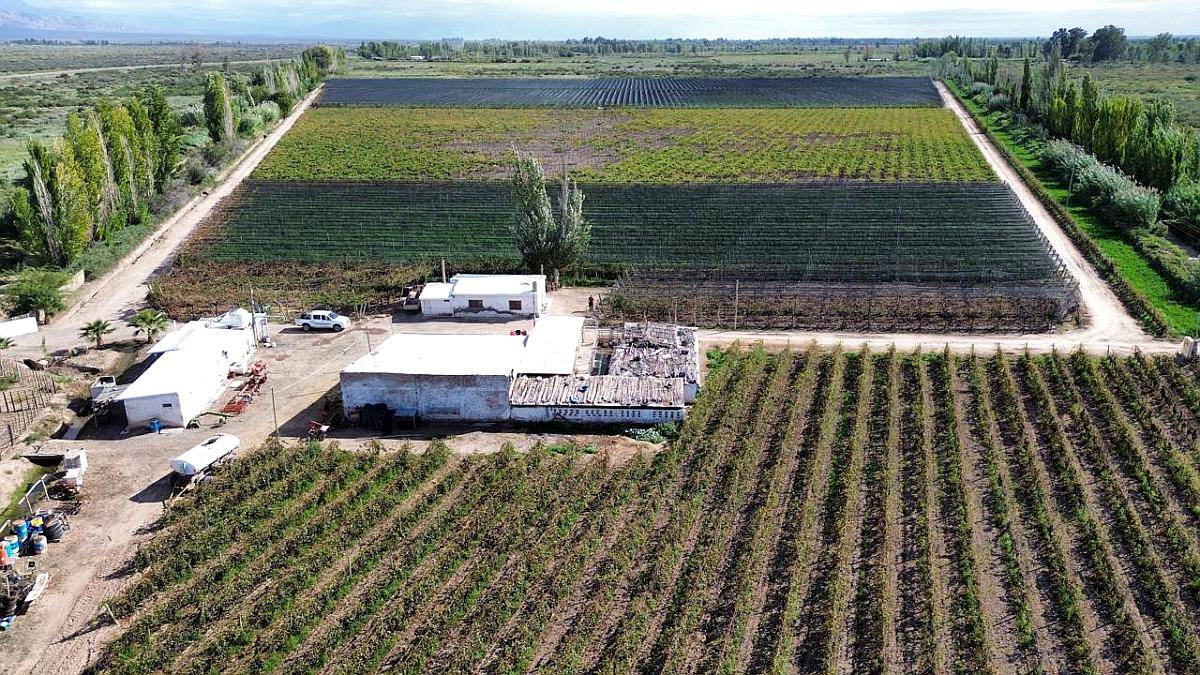 Finca de 15ha D° Riego, Pozo, Goteo.