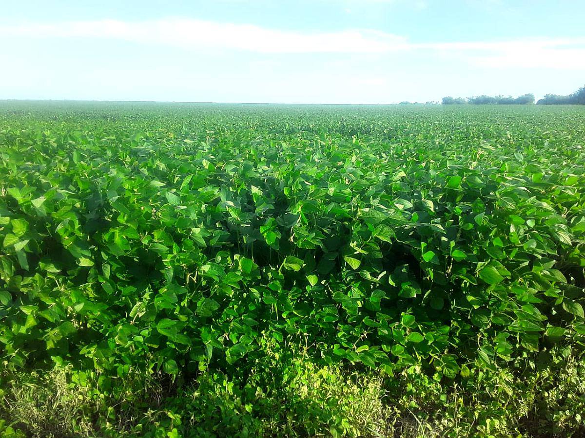 Campo Mixto 286 Hectareas
