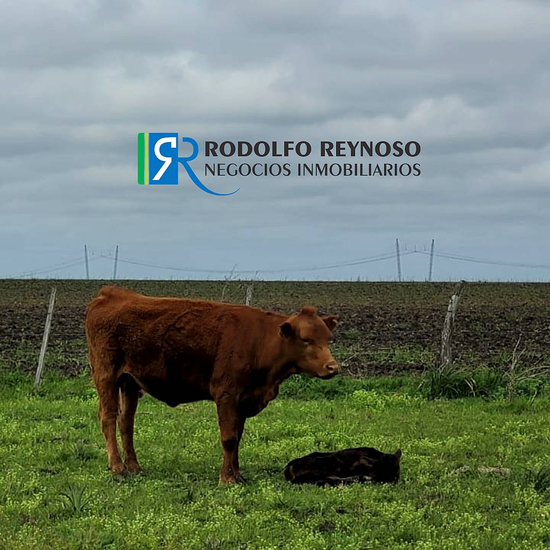 50 HA. en Agrícolas - Ganaderas