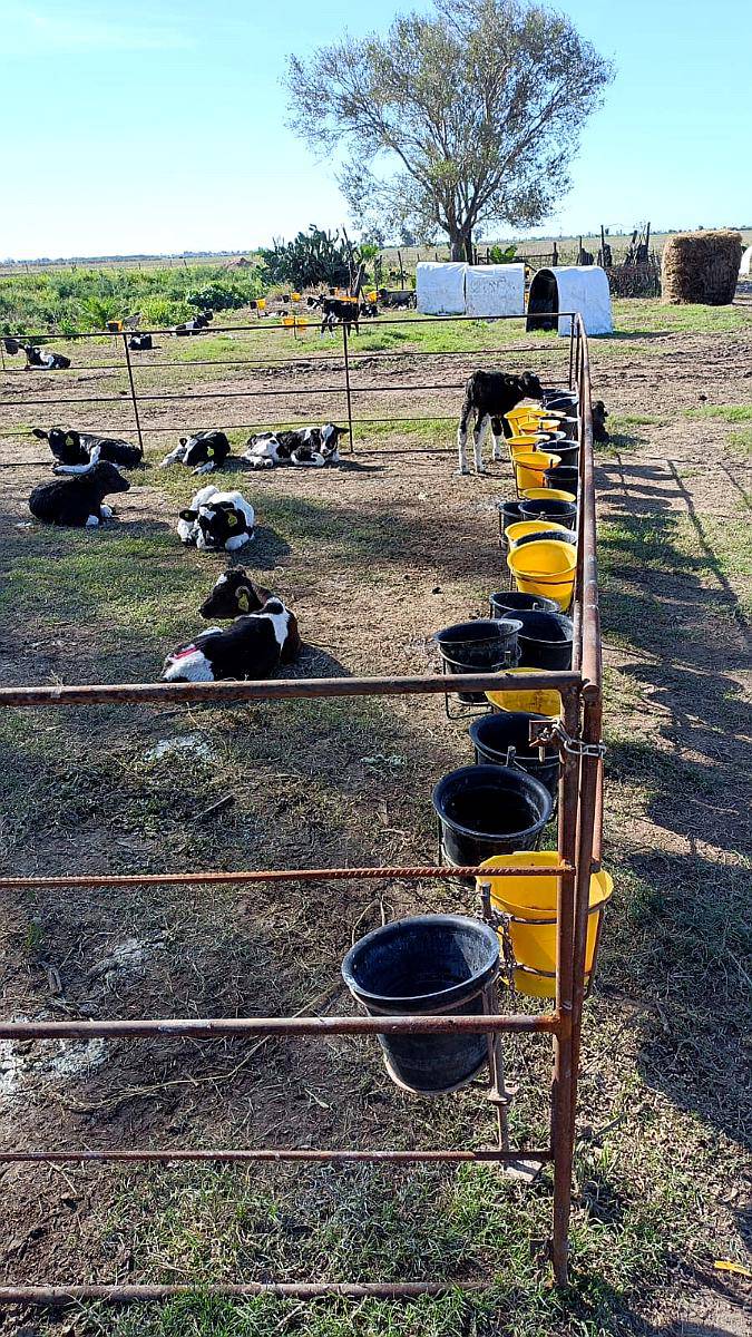 Módulos de Corral para Terneros (sin Iva)