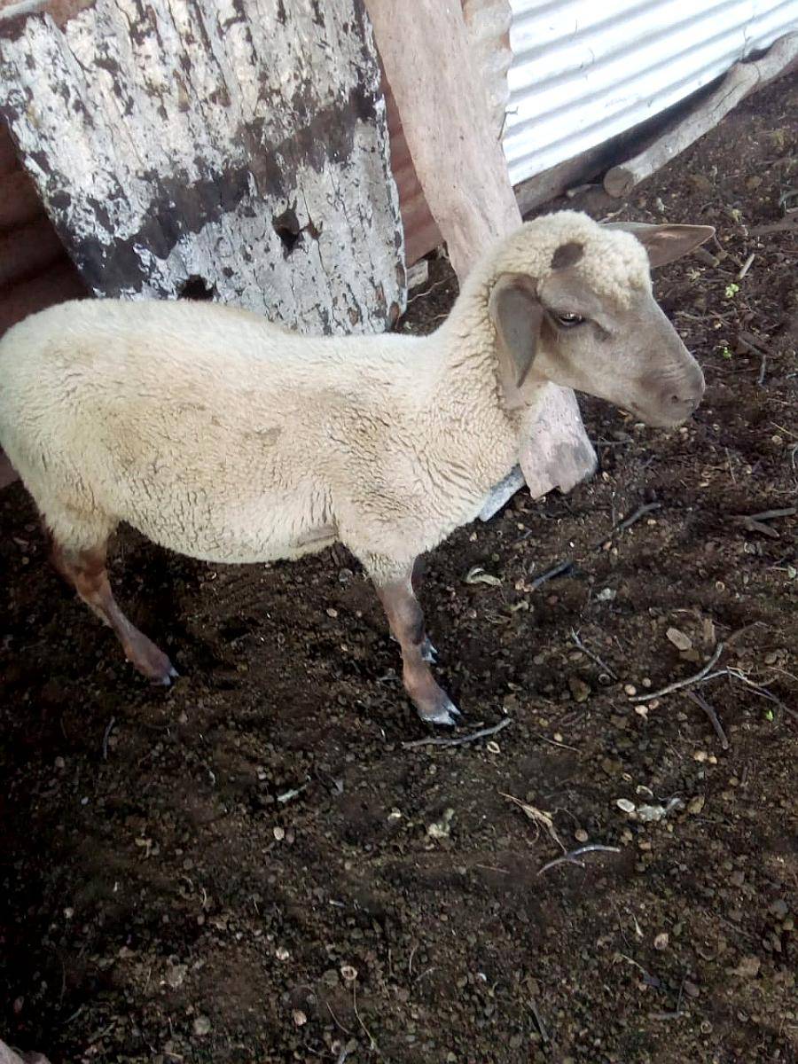 Vendo Majada de Ovinos