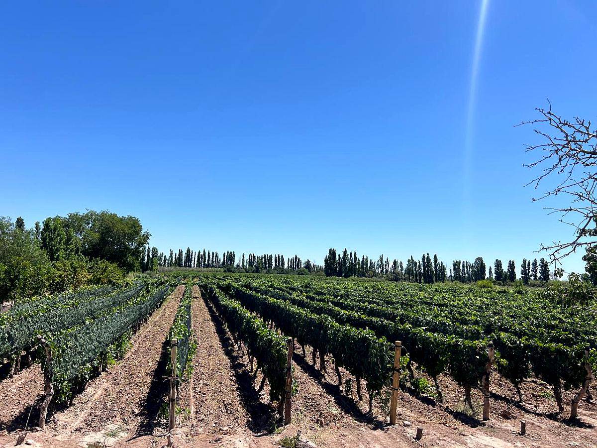 Finca en Venta en Producción Lavalle