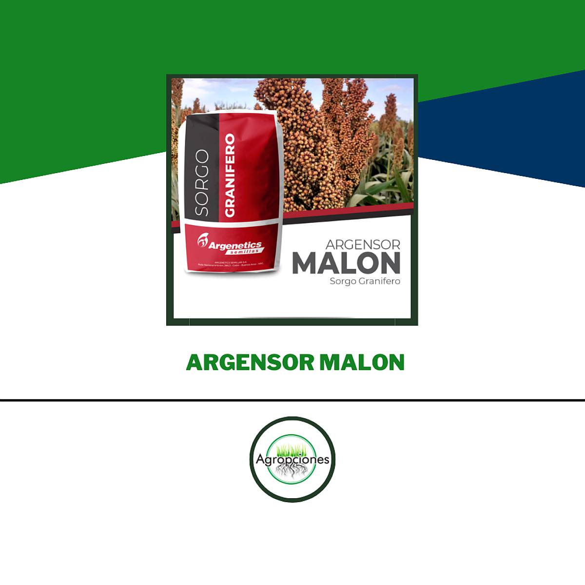 Semilla de Sorgo Malon - Semillero Argenetics