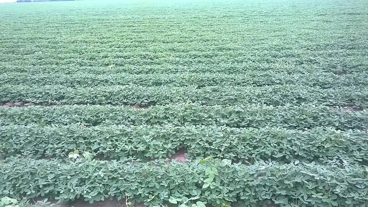 250 Has en Monte Ralo Cordoba