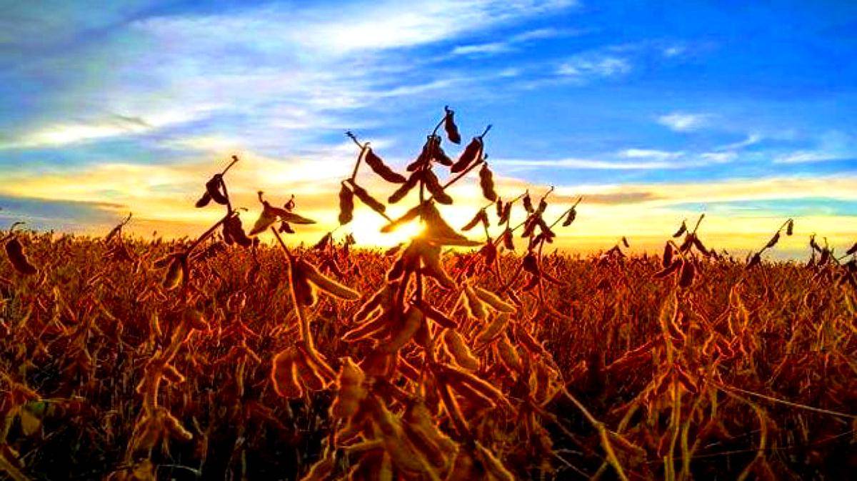 1.000 Ha Mixtas en Villa Saboya