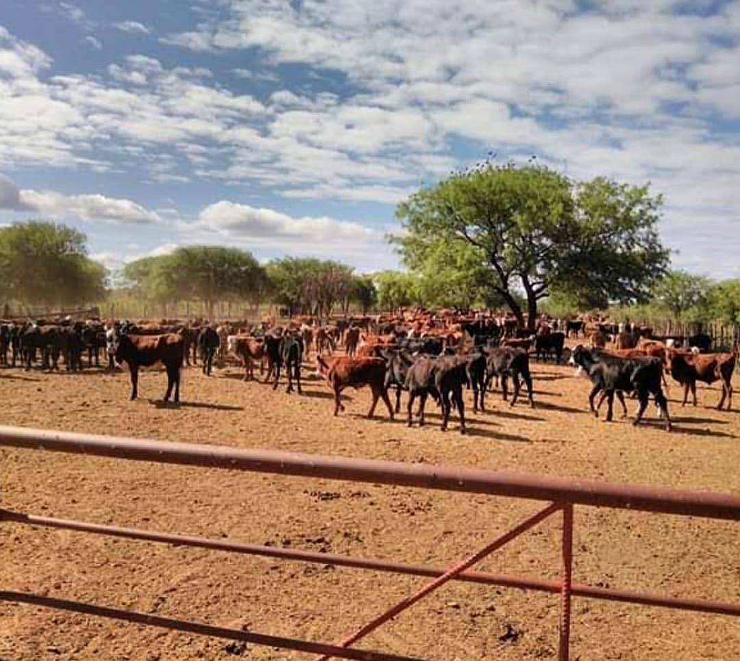 Vende Excelente Campo Ganadero