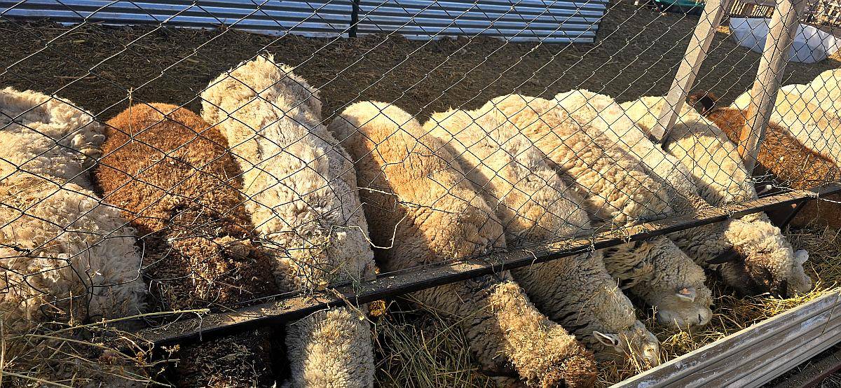 Vendo Piño de 60 Ovejas Preñadas y 1 Carnero Texel Puro