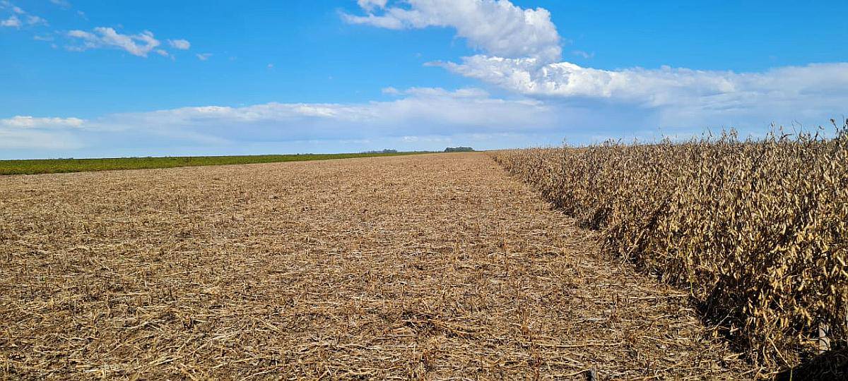 Vendo 80 Hectareas Gral Cabrera