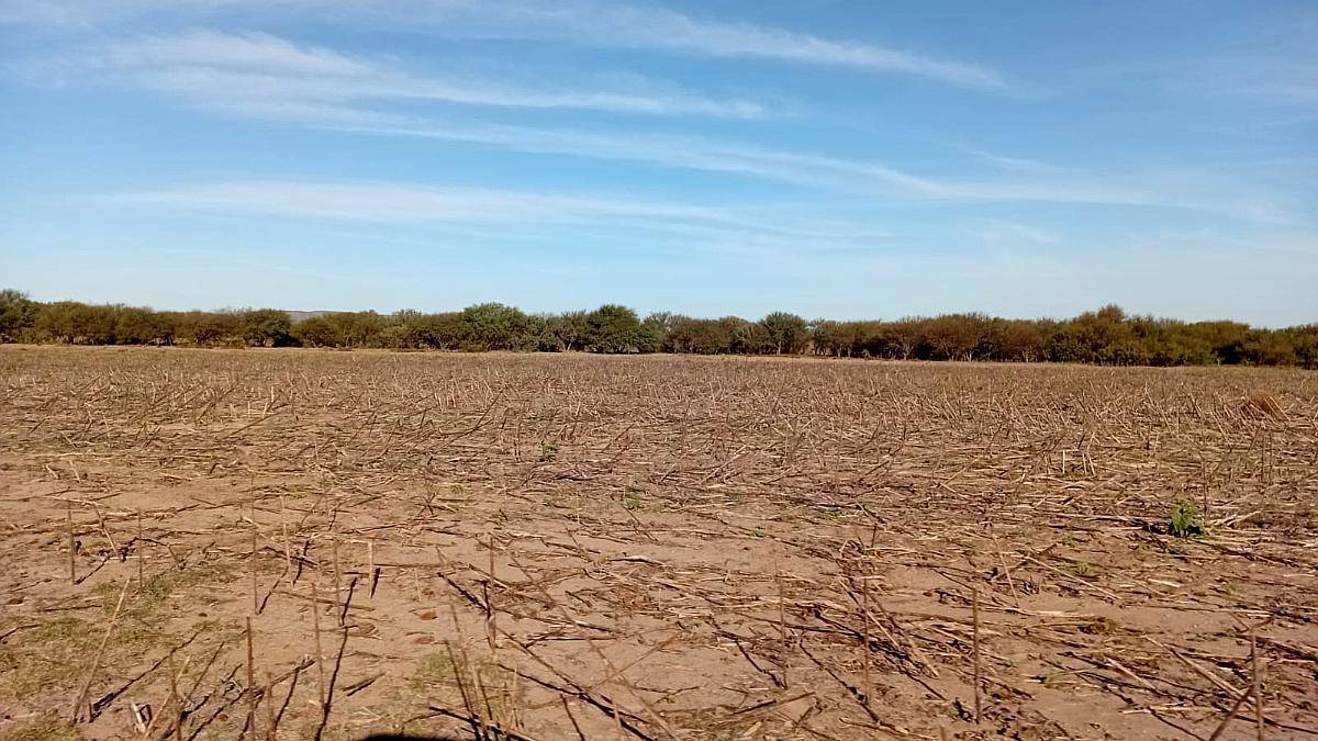 Alquilo Campo en San Luis Zona Juan Llerena