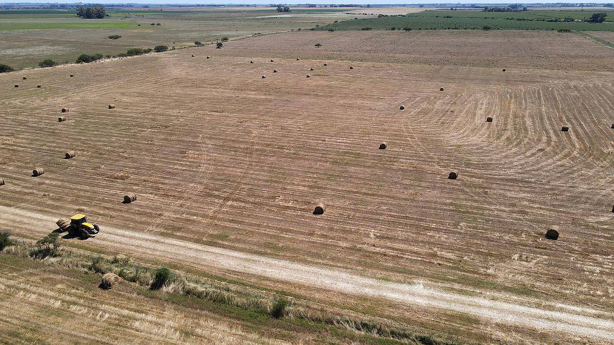 150 Hectáreas Agrícolas en Gualeguaychú.
