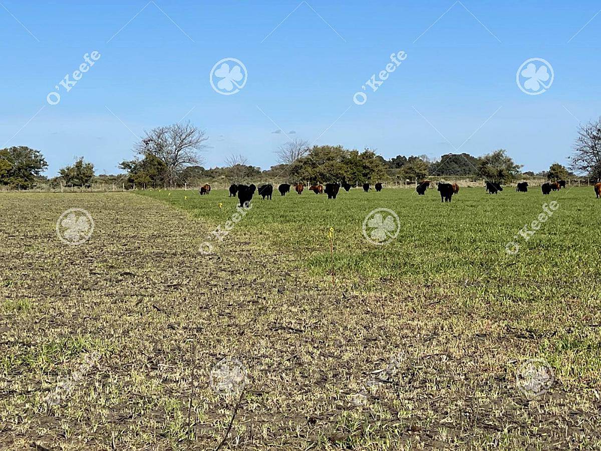 Campo en Venta de 241 Has en Venta Magdalena