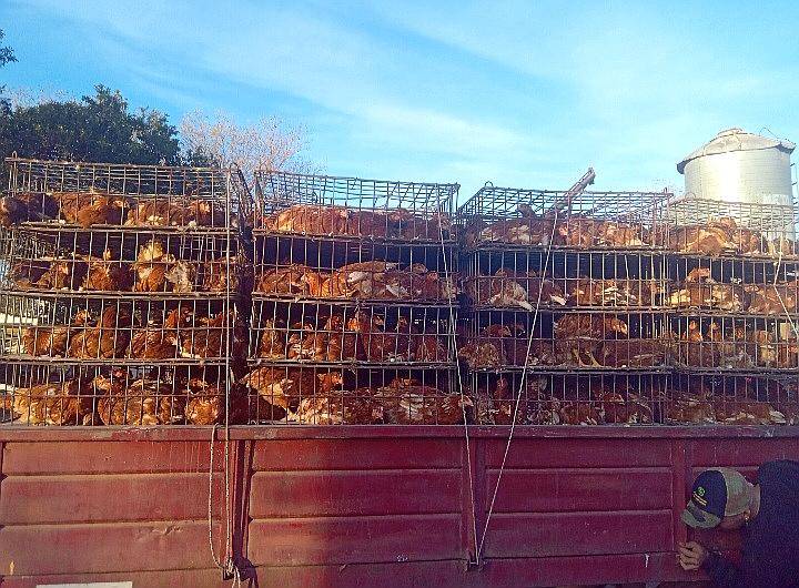 Pollas Recriadas de 16 Semanas a Entregar en Abril 2026