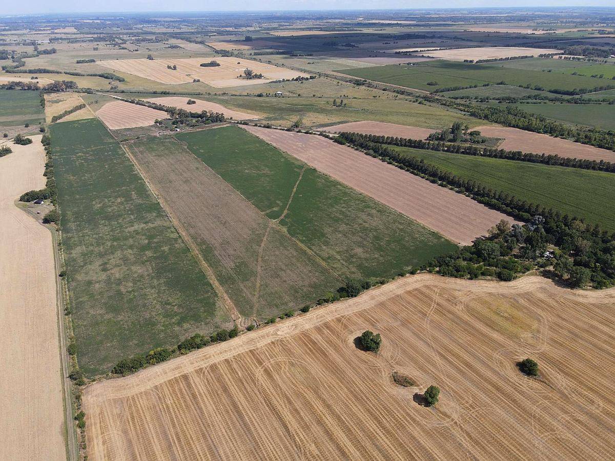 Campo Camino Diego Gaynor