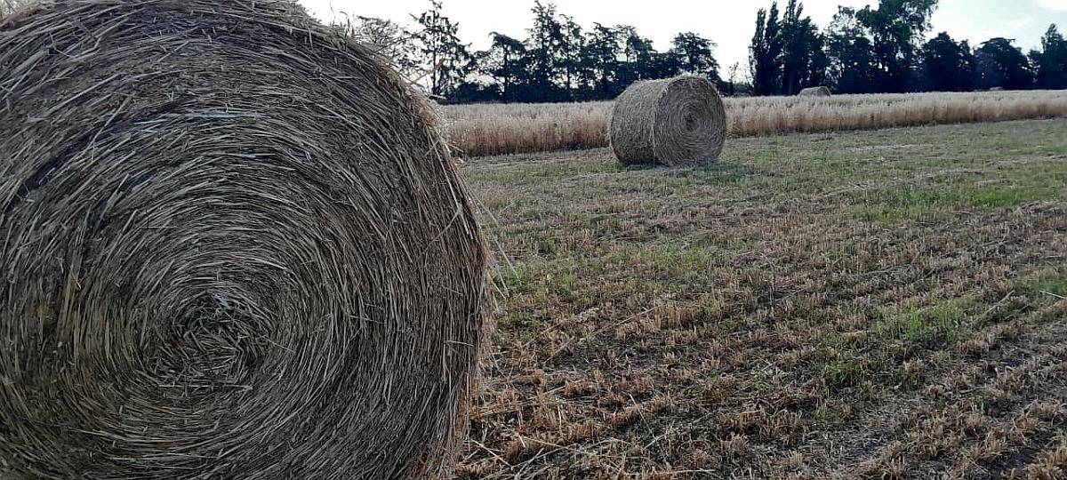Rollos Avena - Alfalfa 10%