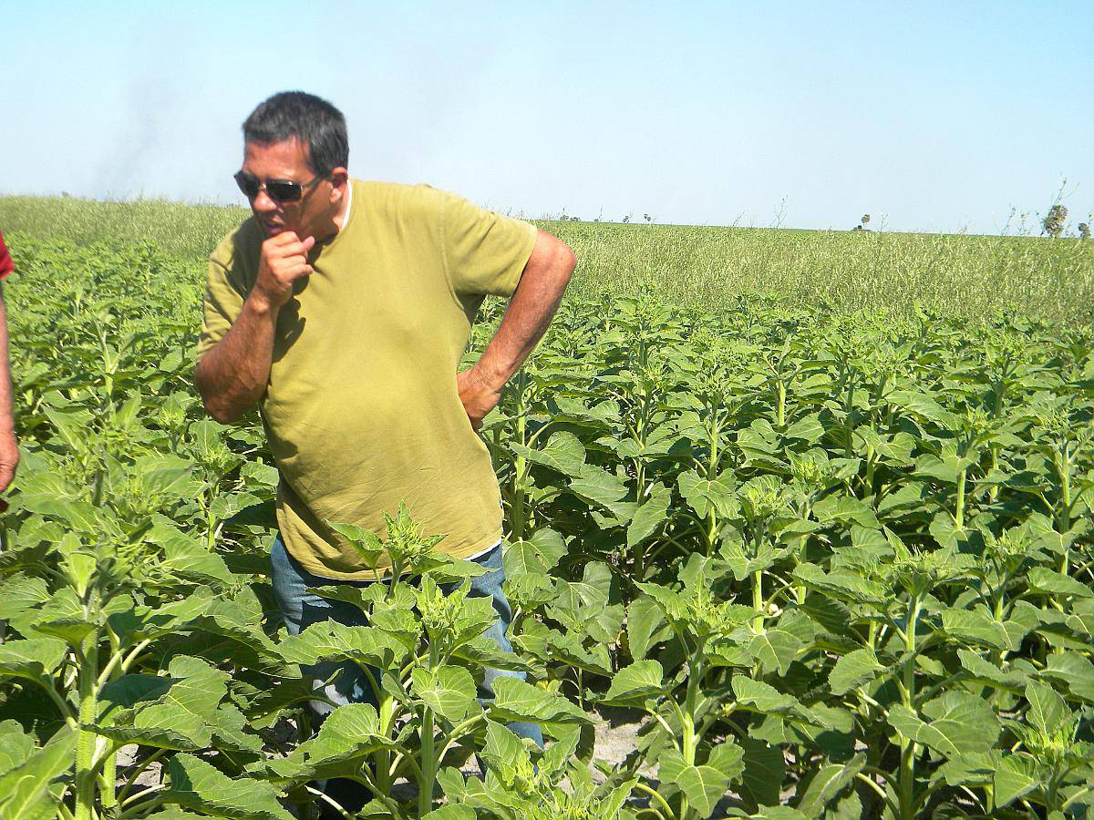 440 Ha en Marcos PAZ BS AS Agricolas
