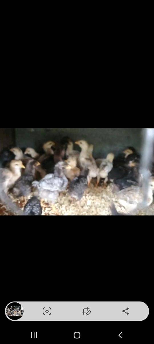 Pollitos BB, Raza Mixta de Campo