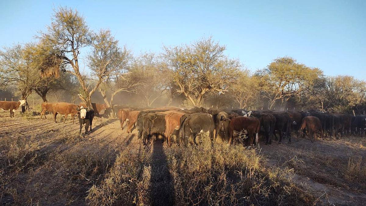 3.300 Has. Campo en Ayacucho, San Luis