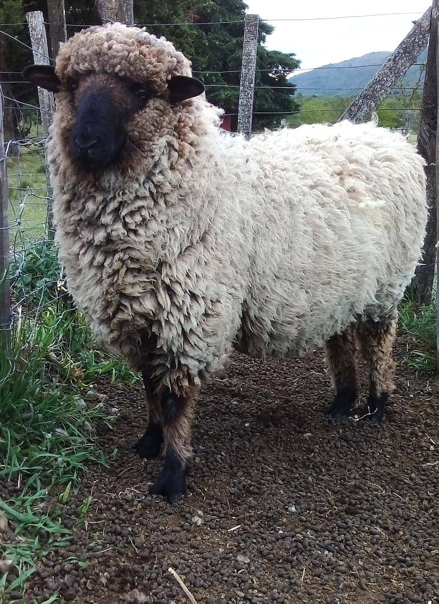 Carneros Corderos Reproductores y Consumo