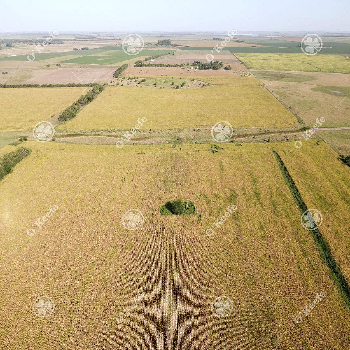 Campo en Venta 57 Has en Chascomús
