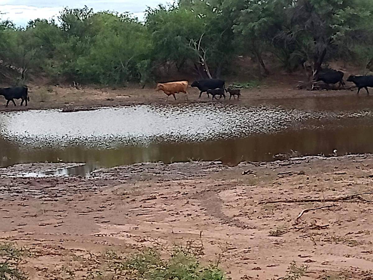 Chamical 8.500 Has Ganaderas