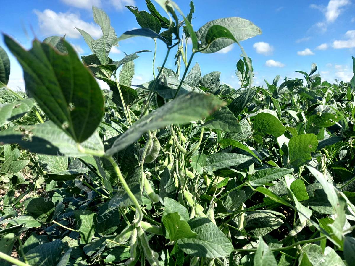 Venta Campo Agrícola. 26 HA. Aurelia, Santa FE