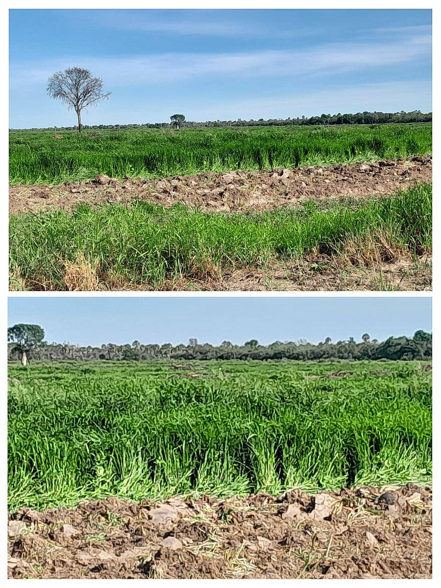Formosa, Campo Desarrollado Chacras