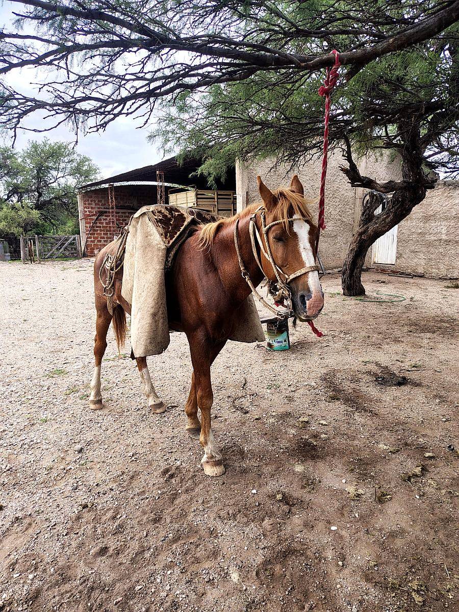 Campo Ganadero 1.778 HA. Cruz del Eje, Córdoba
