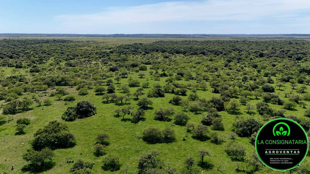 Vendo Campo Ganadero 430 H.A Zona Chajari E.R