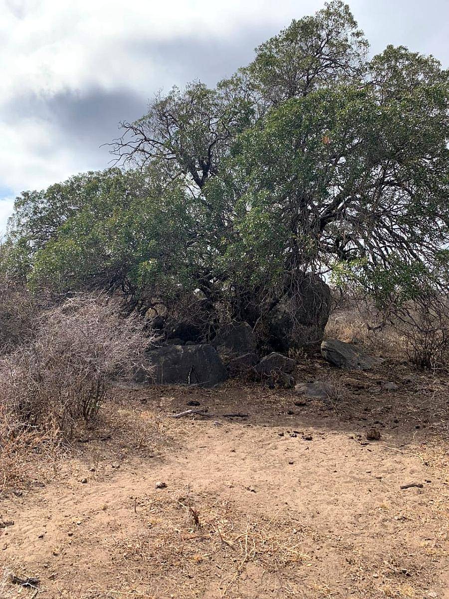 3000 Has. Aptitud Ganadero a Desarrollar en Rumiaco