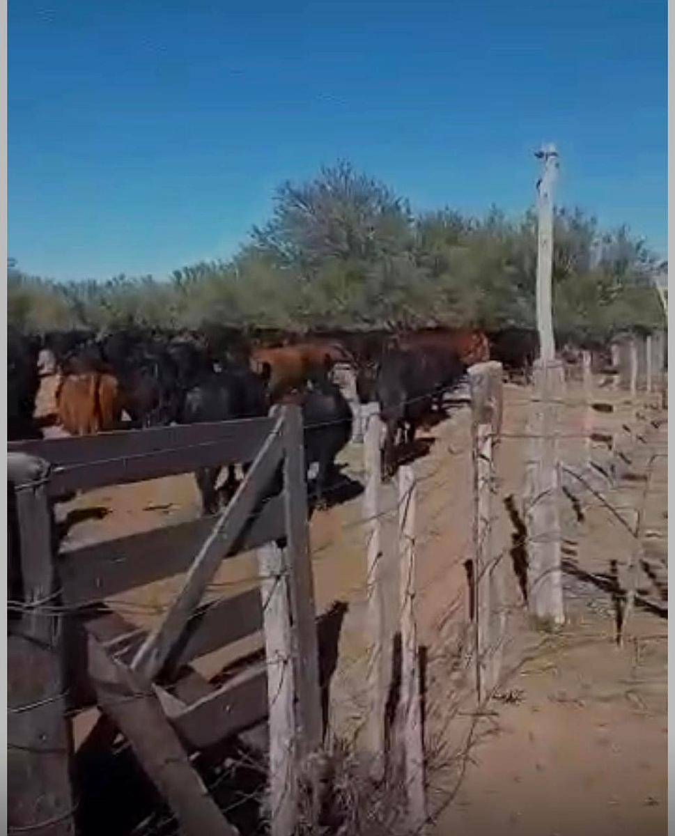 Alquilo Campo Ganadero, Zona Beazley, San Luis