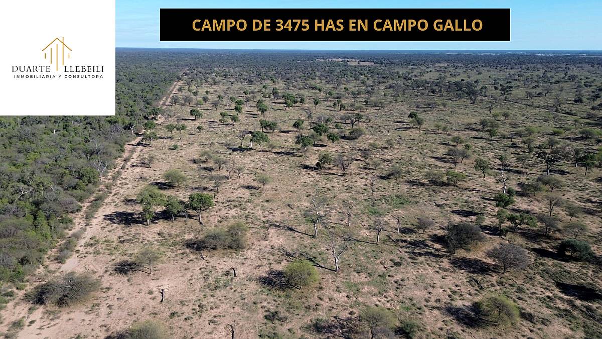 Campo 3.475 Ha en Campo Gallo, Alberdi, Santiago del Estero