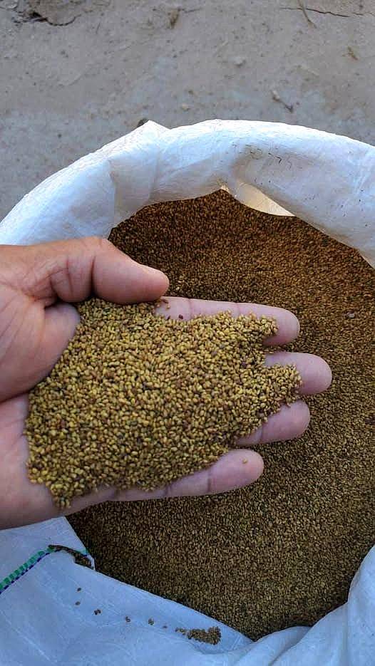 Semilla de Alfalfa Venta Productor Santiago del Estero