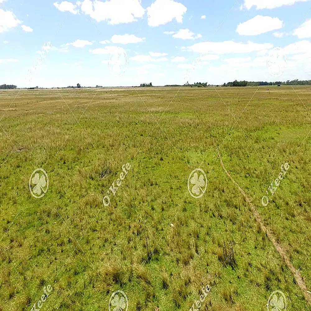 Campo en Venta de 450 Has en Magdalena. Ganadero
