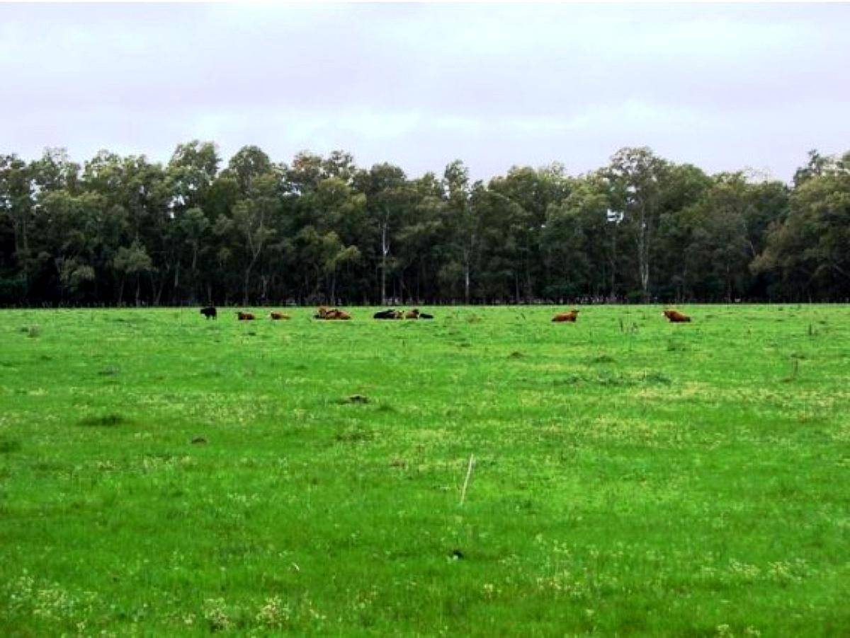 690 Ha Tapalqué, BS. AS. Ganadero y Casco