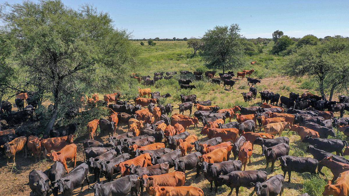 Pcia. de Catamarca - San Antonio 4380 Has