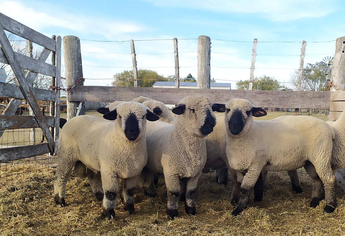 Venta de Borregos Hampshire Down Agroads